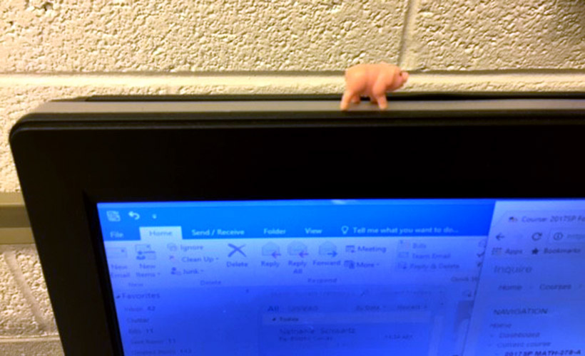 Pig on a computer