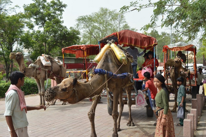 Camels pulling carts