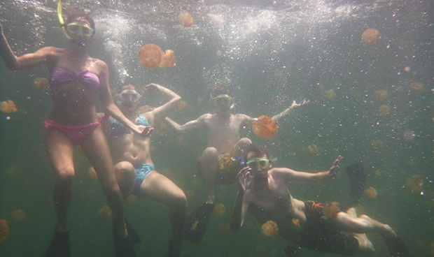 students snorkeling with jellyfish