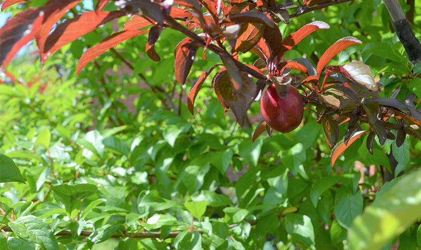 Fruit hangs on branch in sun