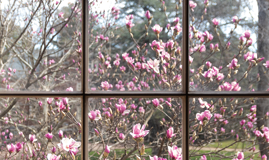 Spring flowers viewed through window