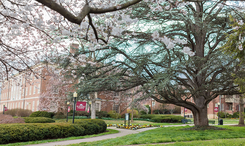 Flowering trees on campus