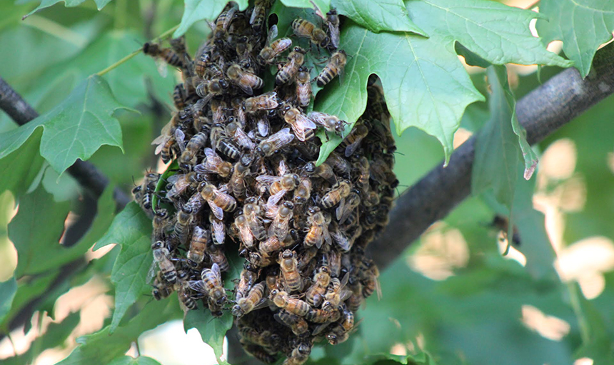 A swarm of bees in a tree