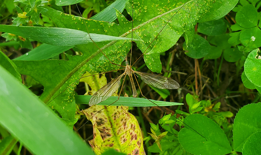 A crane fly perched on leaves