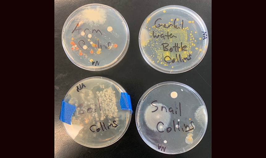 Dr. Collins lab tests