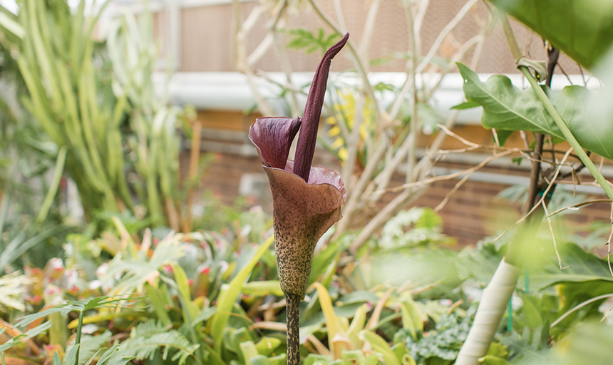 Bright flower blooms in greenhouse