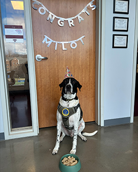 Milo at his therapy dog graduation party in the clinic.