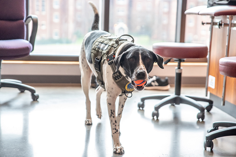 Milo has a ball in the clinic.