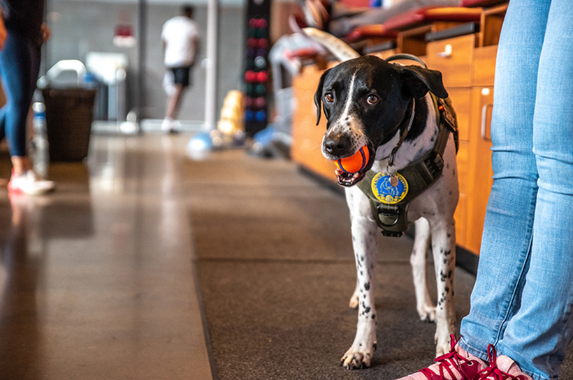 Milo plays a little fetch in the clinic.