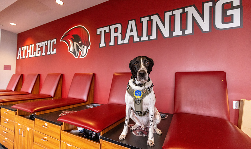 Milo, a certified therapy dog, works in Roanoke College's Athletic Training Clinic with his mom, Head Athletic Trainer Gabi Oney '17.