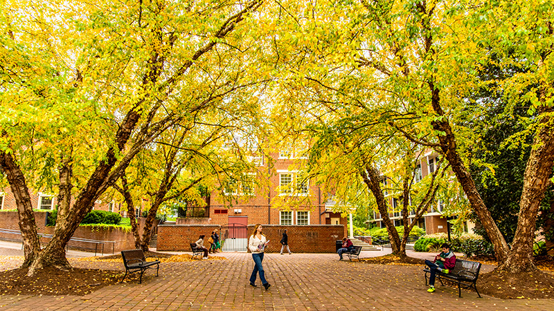trees in fall foliage colors form an archway over a campus plaza