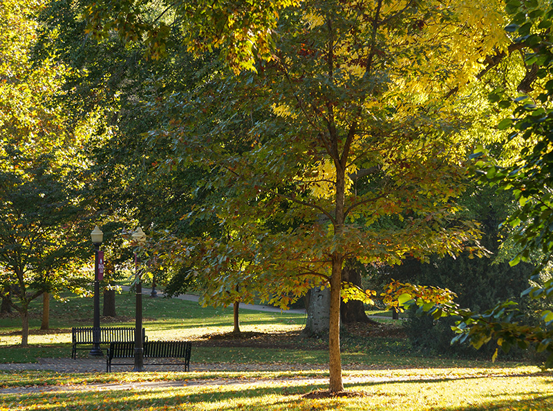 picture of the tree-lined front quad