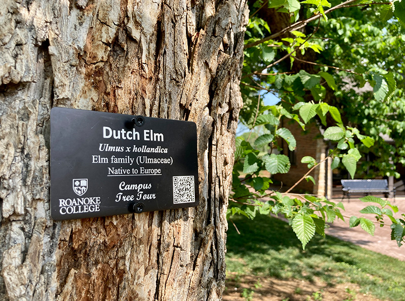 closeup of the QR code placard on roanoke's champion elm tree