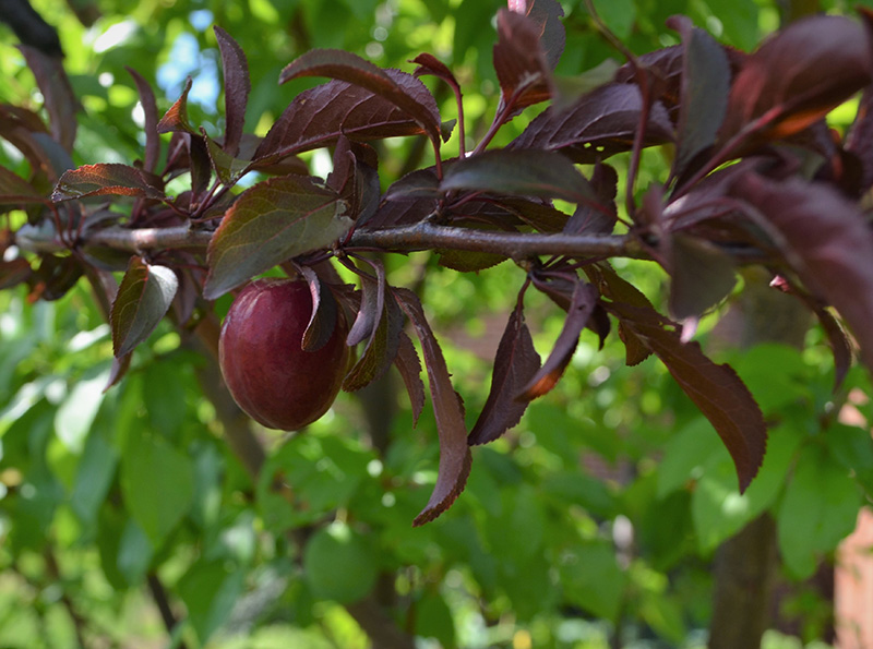 closeup of a branch of the tree of 40 fruit