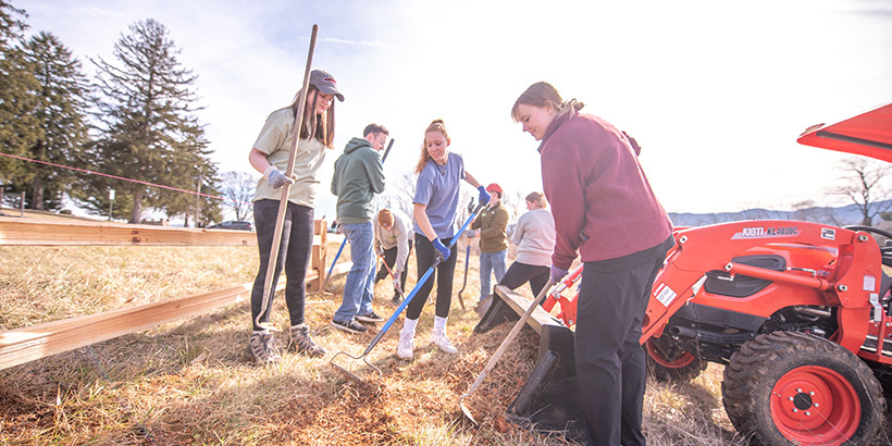 Students level out hay with rakes