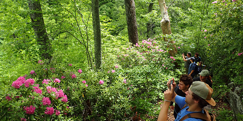 Large rhododendron blossoms dot a deeply wooded trailside that the students are hiking