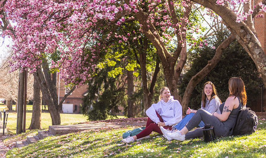Students chatting while sitting under a tree that is in full spring bloom