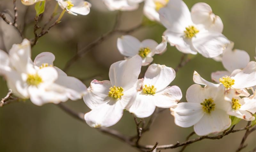 Dogwood tree