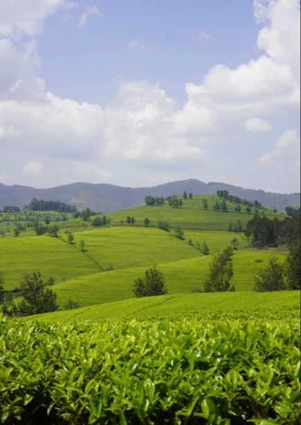 Rolling green hills and a partly cloudy blue sky in Rwanda. 