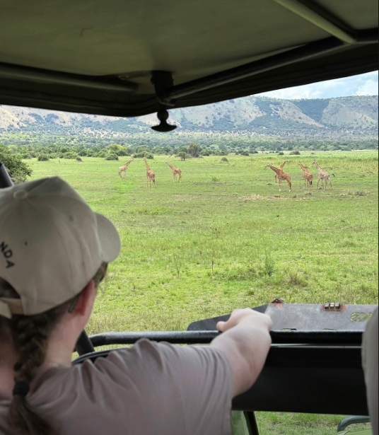 A student looks at giraffes in the distance on a safari in Rwanda. 