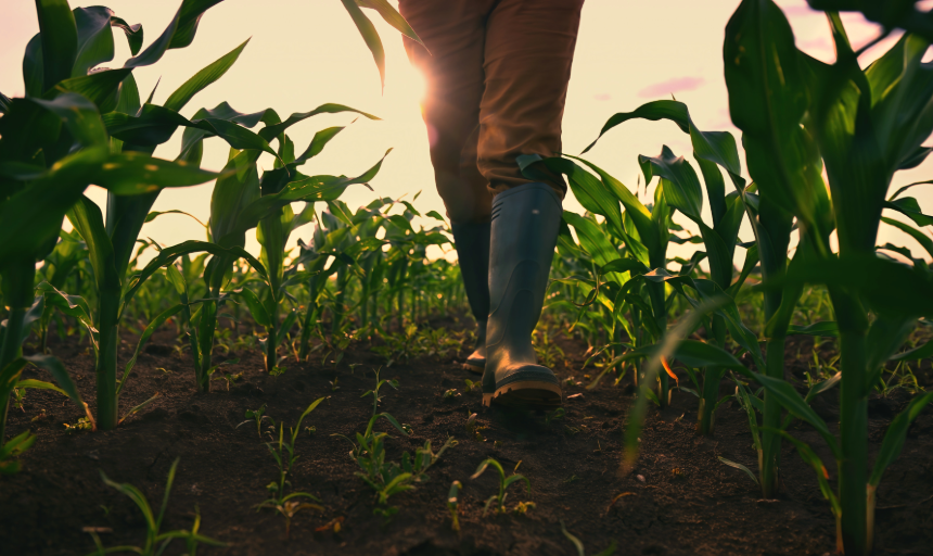 A person in work boots walking through a field of growing plants