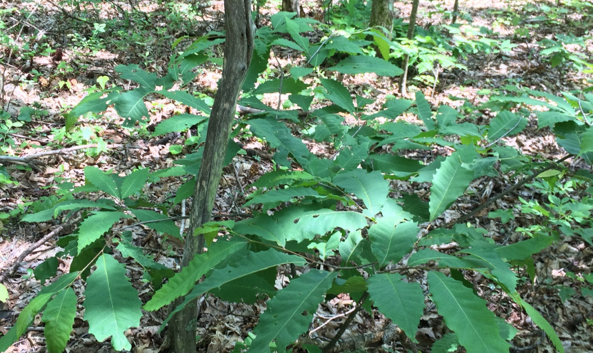 American chesnut tree