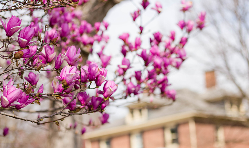 spring blooms on tree