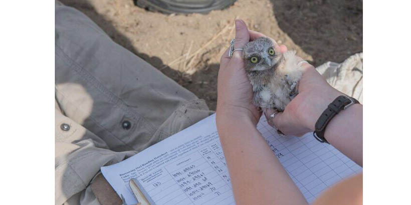 Julia Mello holding an owl above a page of data