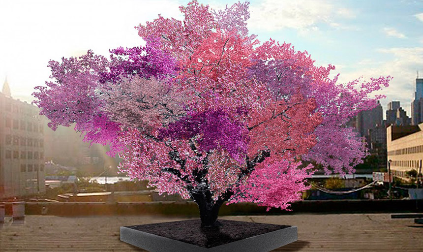 Tree of 40 fruit in bloom