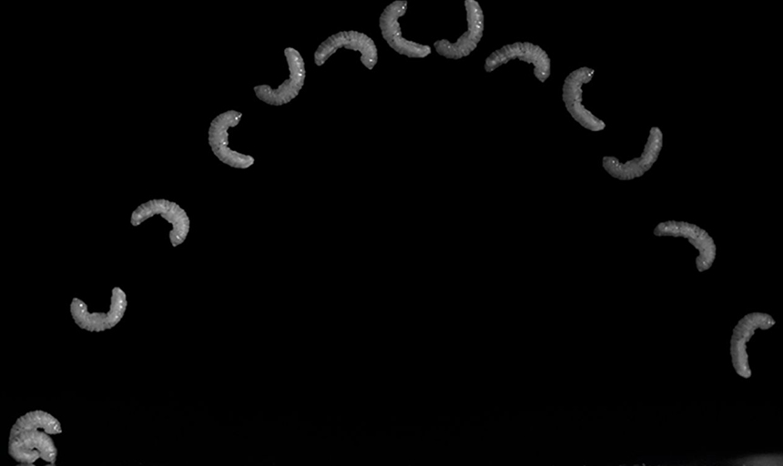 The Legless, Leaping Larvae of Life Sciencenews image