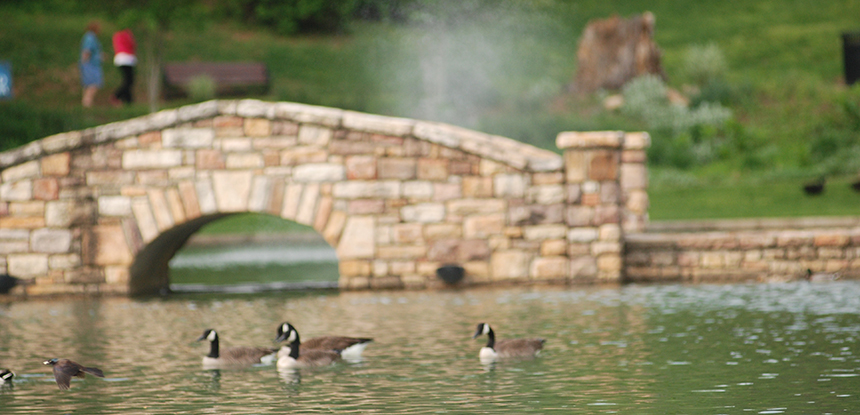 Ducks on a pond in a park