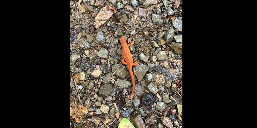 A red eft, which is a juvenile form of the eastern newt reptile, is pictured against the rocky terrain of a mountain trail
