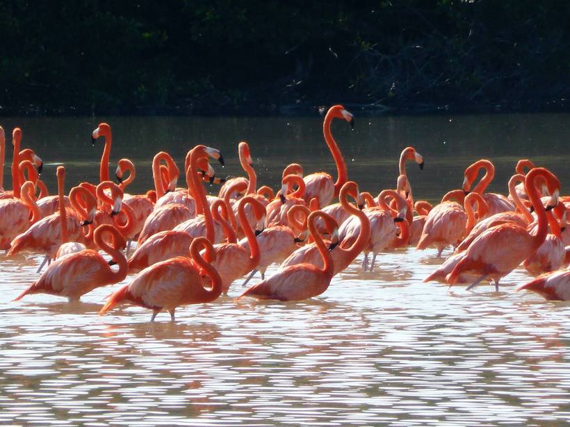 Flamingoes in a river